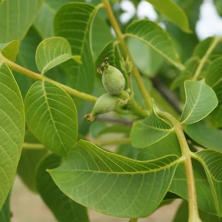 La Huella Verde *